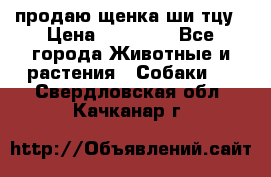 продаю щенка ши-тцу › Цена ­ 10 000 - Все города Животные и растения » Собаки   . Свердловская обл.,Качканар г.